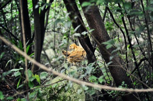 【礼品卡兑换】原耕山林散放，纯粮喂养0激素抗生素，鲜香嫩爽 商品图5
