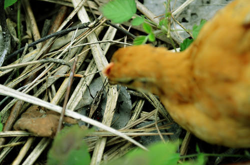 【礼品卡兑换】原耕山林散放，纯粮喂养0激素抗生素，鲜香嫩爽 商品图4