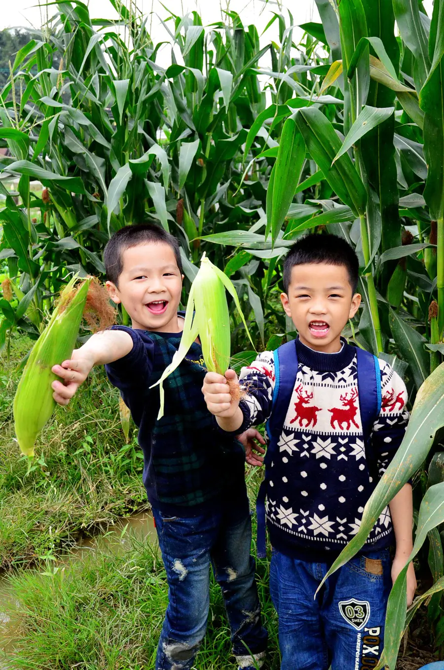 12月19日 花都炭步镇塱头村 体验开心农场的亲子乐趣