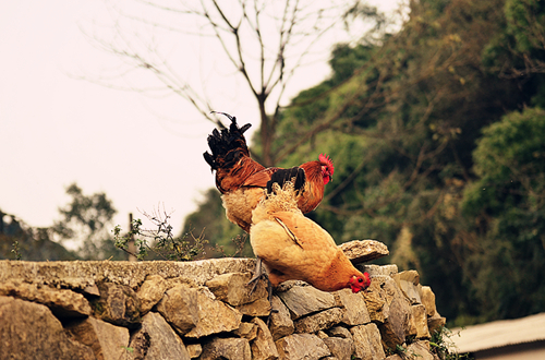 给孩子妈妈的滋补鸡