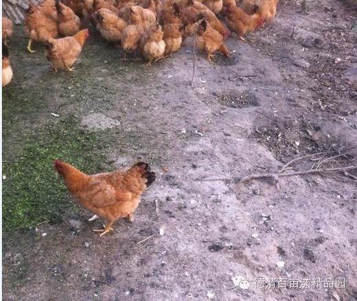 花间村土鸡蛋 （30枚/箱；3元/枚） 商品图5