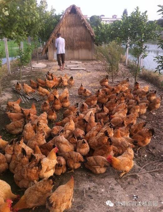 花间村土鸡蛋 （30枚/箱；3元/枚） 商品图4