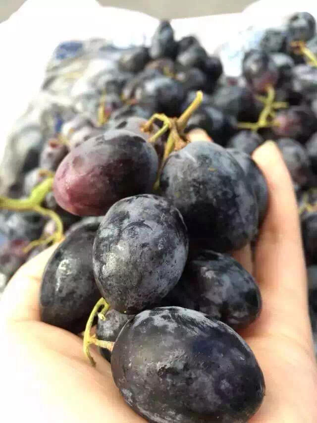 美国无籽黑加仑