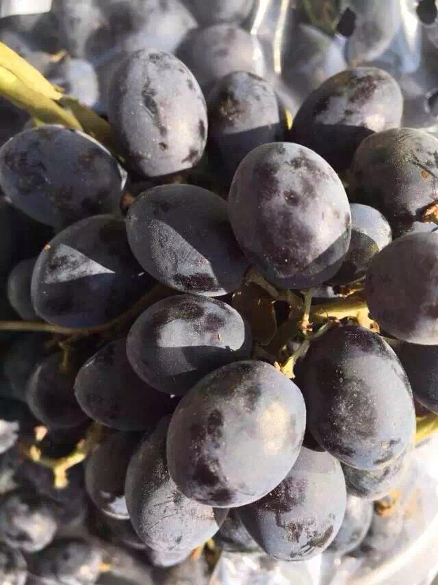 美国无籽黑加仑