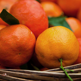 山河寻味·保护川红橘的第八年 