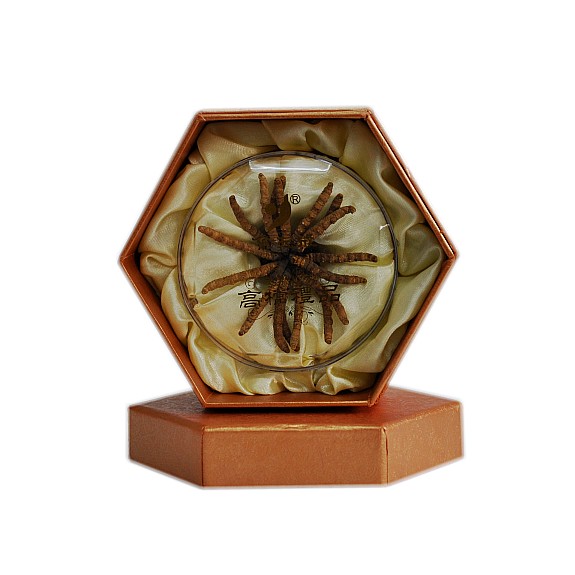 余天成冬虫夏草（5g精选普）礼盒