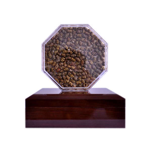 余天成铁皮枫斗（一级100克）