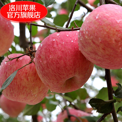 【顶端果业20枚80】陕西洛川红富士苹果水果20枚80mm中果 商品图3