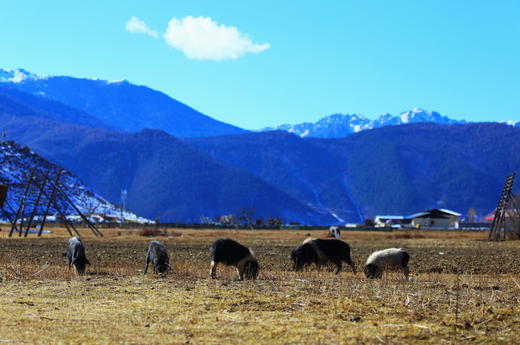新鲜散养藏香猪肉 商品图2
