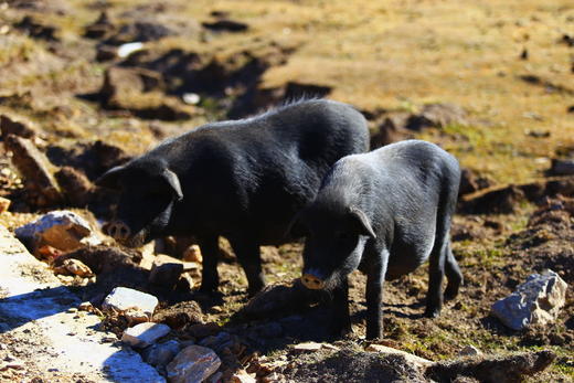 新鲜散养藏香猪肉 商品图0