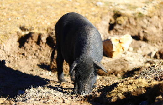 新鲜散养藏香猪肉 商品图4