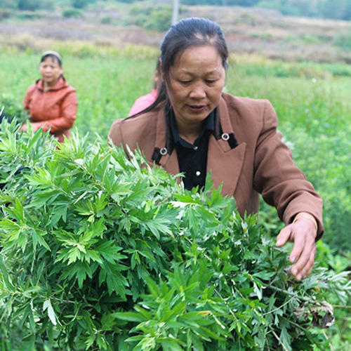 「艾饼 」 蕲春端午艾草 泡脚泡澡艾饼艾草 商品图5