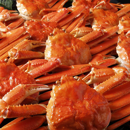 加拿大深海雪蟹