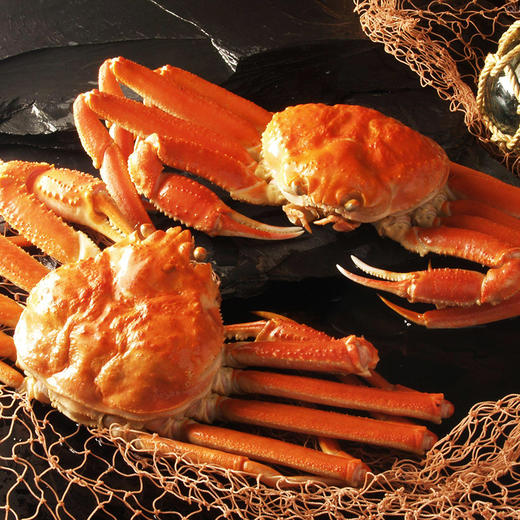 加拿大深海雪蟹