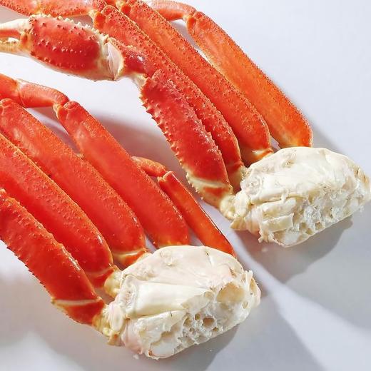 加拿大深海雪蟹