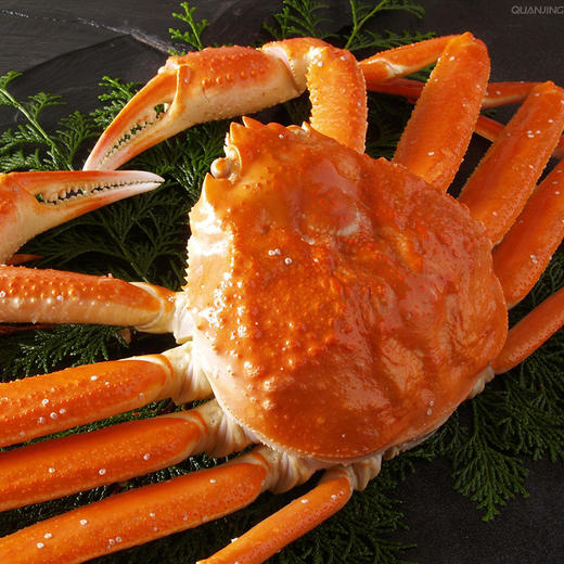 加拿大深海雪蟹