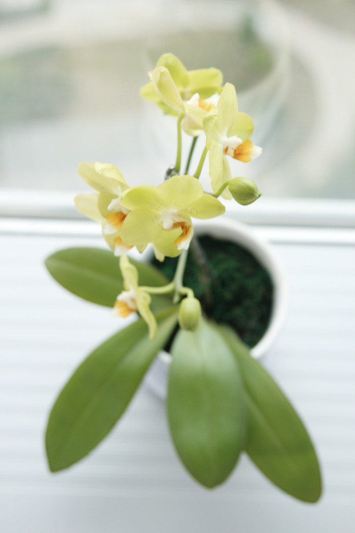 蝴蝶兰小青苹果