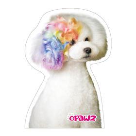 宠物玻璃贴耳朵烫发染色白贵宾 OPAWZ小爪印