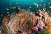【度假村】沙丁鱼的故乡——菲律宾墨宝Sea Quest Dive Center（23.6更新） 商品缩略图13