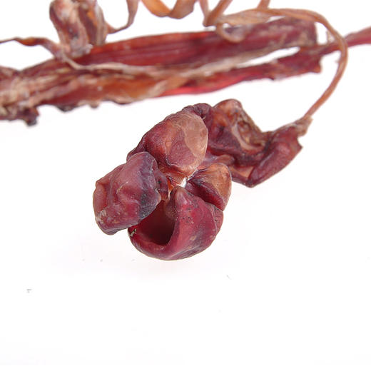 纯天然 正宗 海狗鞭 1根