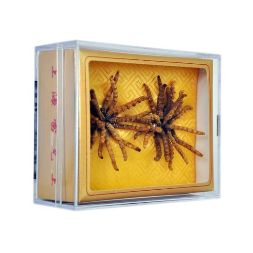 诵芬冬虫夏草（虫草王10克） 商品图1