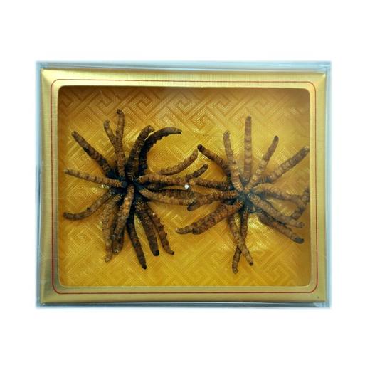 诵芬冬虫夏草（虫草王10克） 商品图0