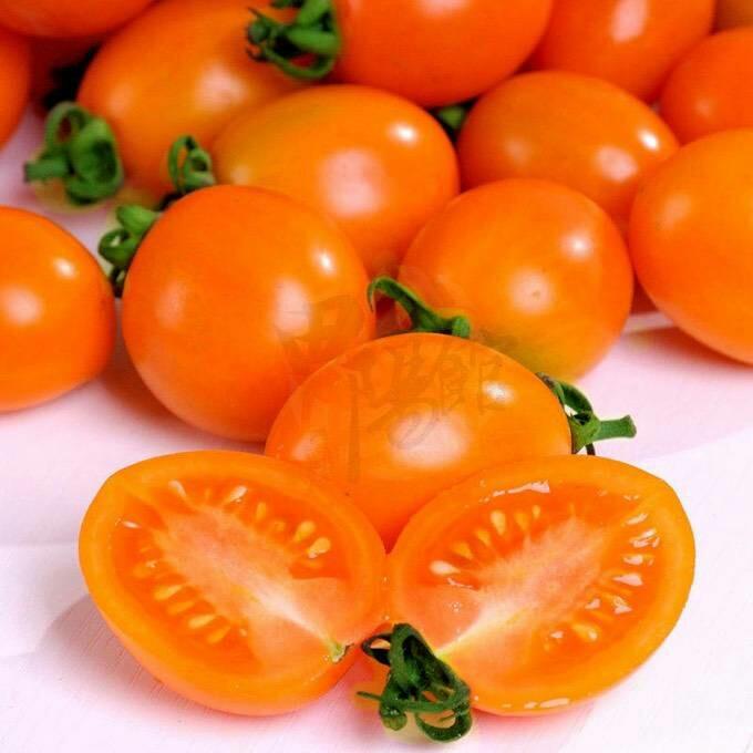 百色田阳无公害绿色圣女果美娜5斤装68元(120-140个果)全峰全国包邮