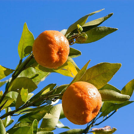 红橘 野橘 蜜桔精油 希腊 平静放松安心  新鲜甜美香气 商品图1