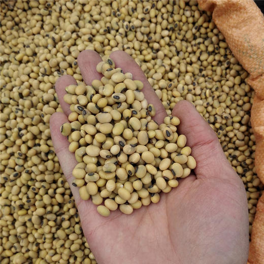 赶乡场代买云南吕大爹老品种小黄豆5斤