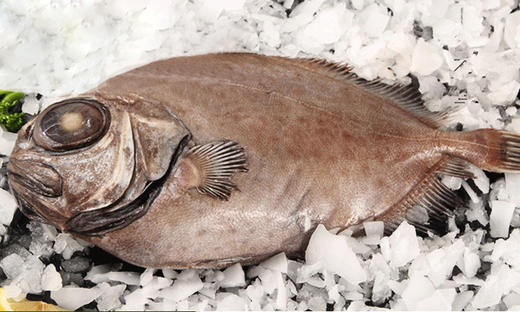 东海野生海鲂鱼线上预订线下提货做给你看推荐