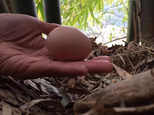 原耕初生蛋30枚，第一次的珍贵，不是谁都配。小个头大营养。 商品图3