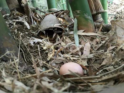 原耕初生蛋30枚，第一次的珍贵，不是谁都配。小个头大营养。 商品图2