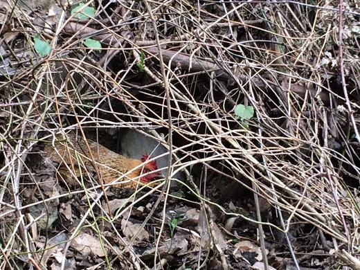 【礼品卡兑换】0饲料0抗激素抗生素的土鸡蛋，敢给孩子吃的放心蛋 商品图4