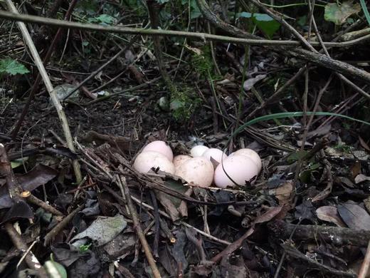原耕初生蛋30枚，第一次的珍贵，不是谁都配。小个头大营养。 商品图4