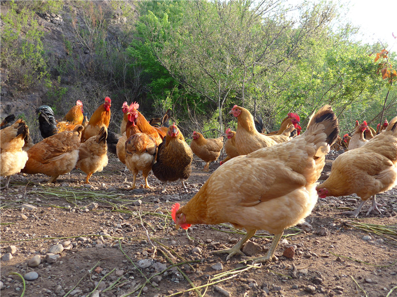 老母鸡（适合煲汤）/大公鸡（适合红烧）～净田社山林自由放养