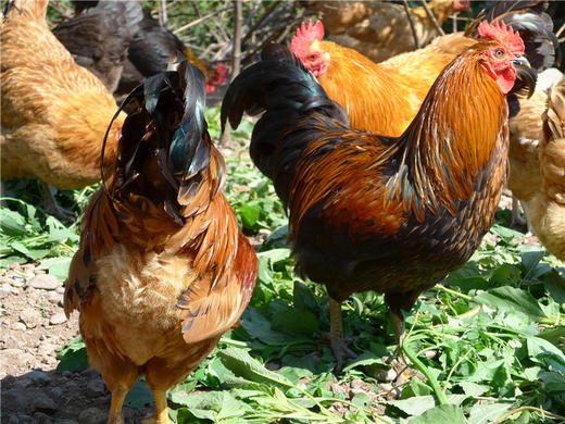 老母鸡（适合煲汤）/大公鸡（适合红烧）～净田社山林自由放养 商品图5