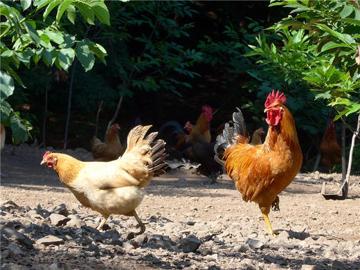 老母鸡（适合煲汤）/大公鸡（适合红烧）～净田社山林自由放养 商品图3