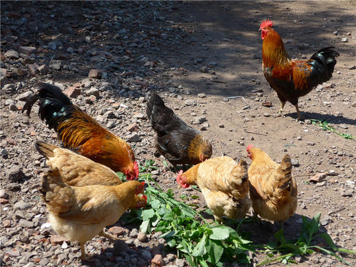 老母鸡（适合煲汤）/大公鸡（适合红烧）～净田社山林自由放养 商品图4