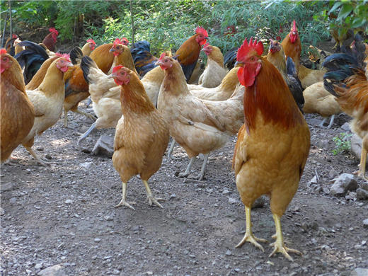 老母鸡（适合煲汤）/大公鸡（适合红烧）～净田社山林自由放养 商品图6