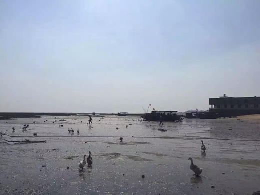 精装海鸭蛋6枚 商品图10