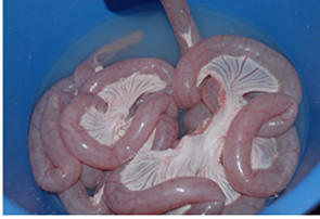 904猪粉肠 每份一斤 商品图0