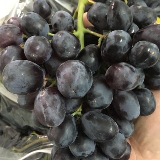 「水果优选」南非黑加仑