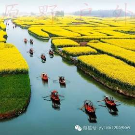 4.11号【扬州兴化 立减30元】兴化油菜花、李中水上森林、瘦西湖、何园~江南何处寻春迹？还需下扬州