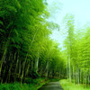 成团有位【黄山·立减50元】北京直发の水墨徽州-黄山-宏村-木坑竹海 -新安江山水画廊-屯溪老街行摄 商品缩略图5