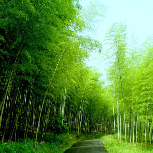 成团有位【黄山·立减50元】北京直发の水墨徽州-黄山-宏村-木坑竹海 -新安江山水画廊-屯溪老街行摄 商品图5