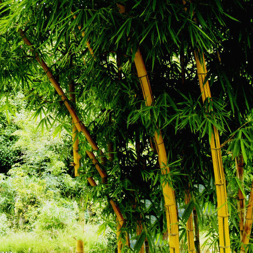 成团有位【黄山·立减50元】北京直发の水墨徽州-黄山-宏村-木坑竹海 -新安江山水画廊-屯溪老街行摄 商品图4