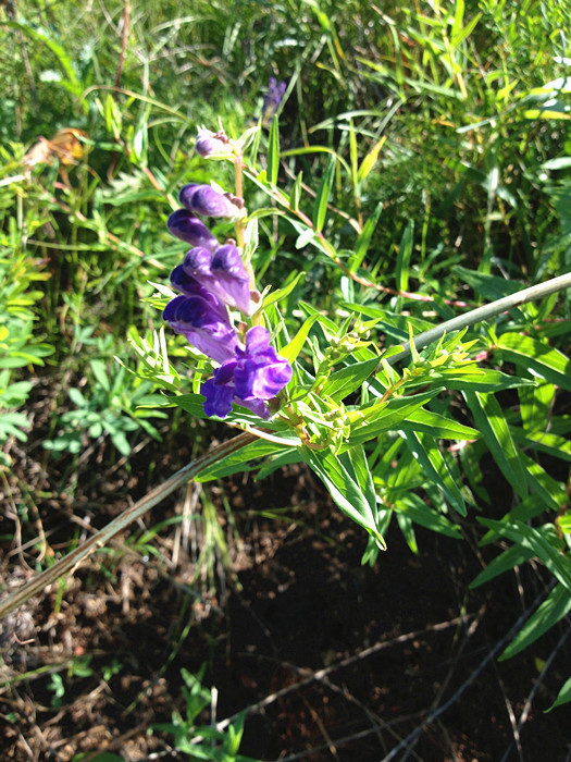 2017年夏新采·泻肺火降血压 野生黄芩茶