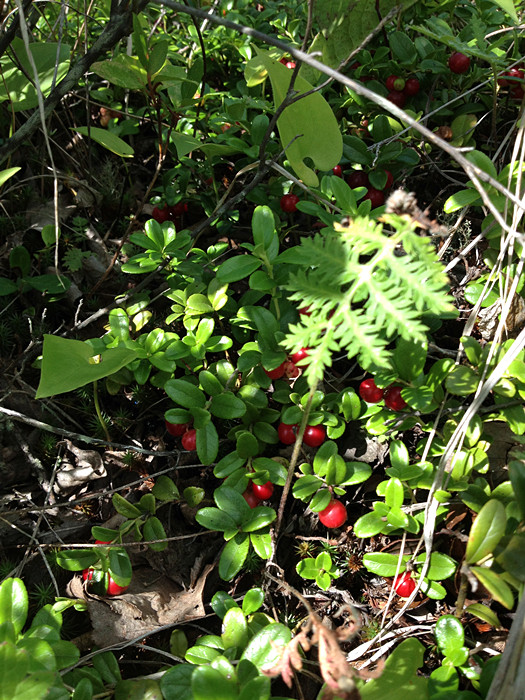 大兴安岭野蔓越莓果酱