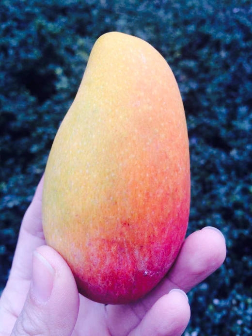 空运海南贵妃芒果 商品图6