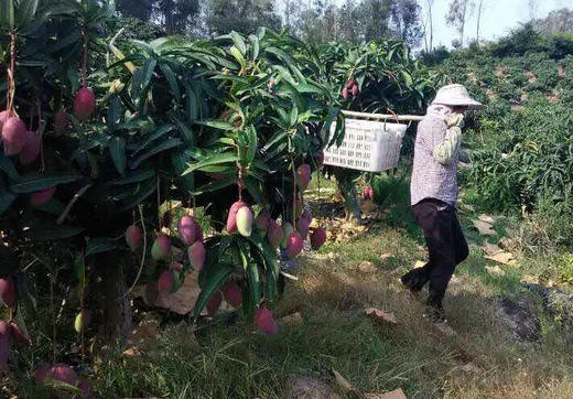 空运海南贵妃芒果 商品图2